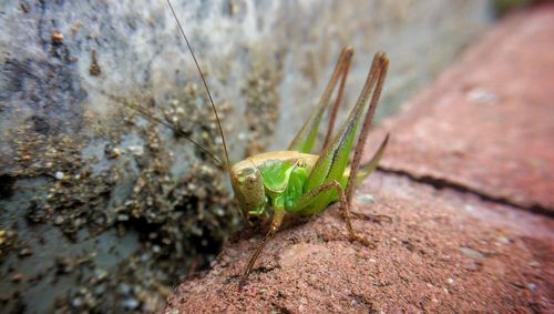 Close-up of insect on leaf