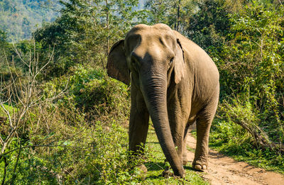 indian elephant