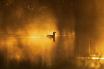 Bird flying over lake during sunset