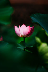 Close-up of pink water lily