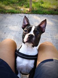 Close-up of dog sitting on hand