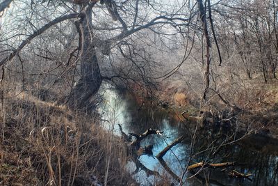 Bare trees by river in forest