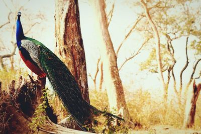 Close-up of butterfly on tree trunk