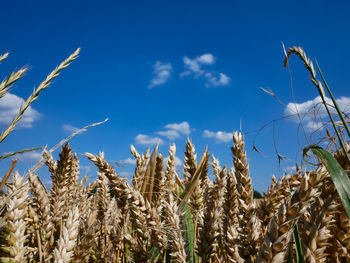 Low angle view of wheat growing on field against sky