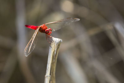 Close-up of dragonfly on twig