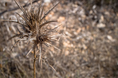 Close-up of dry plant