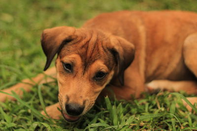 Portrait of dog resting