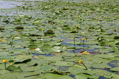 Lotus leaves floating on water in lake