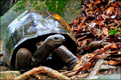 Close-up of tortoise