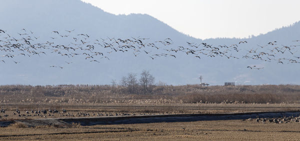 Flock of birds flying over land