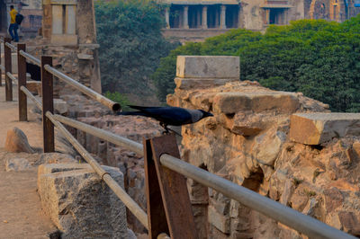 View of bird on wall