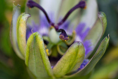 Close-up of purple flowering plant