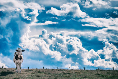 One single cow watching curiously before a big dramatic sky