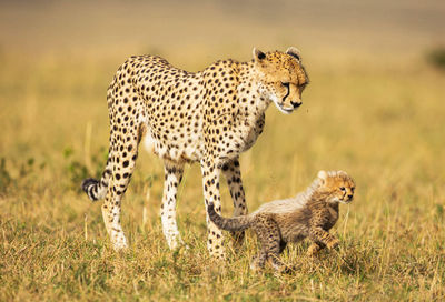 Full length of a cat