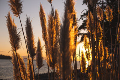 Close-up of stalks against sky during sunset