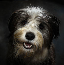Close-up portrait of dog