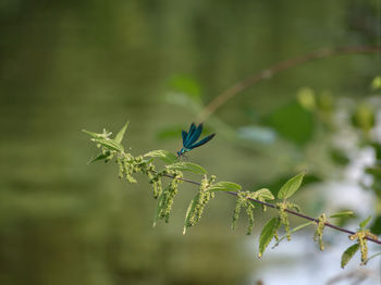 Close-up of insect on plant