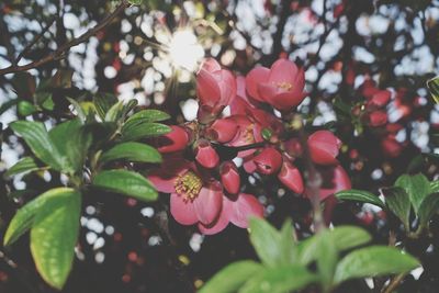 Close-up of pink flowers blooming on tree