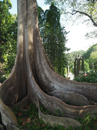 Low angle view of tree against sky