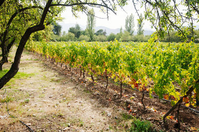 View of vineyard