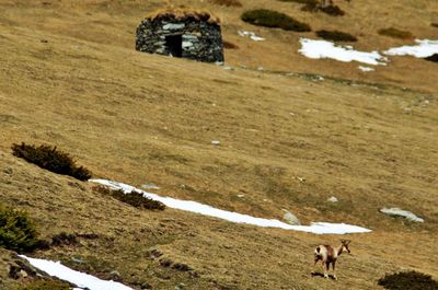 High angle view of dog on field