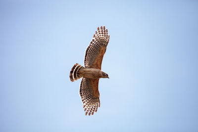 Pair of red shouldered hawk birds buteo lineatus near their nest in the crew corkscrew sanctuary 