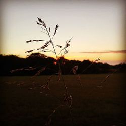 Plants against sky at sunset