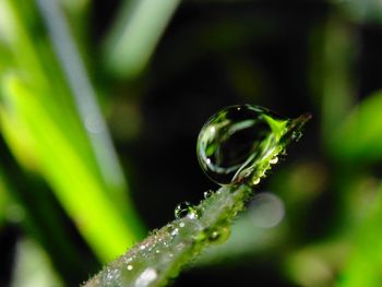 Close-up of water drop on leaf