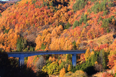 Bridge amidst trees in forest