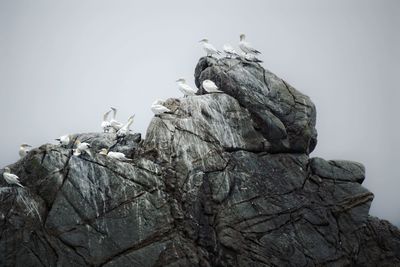 Low angle view of bird perching on rock against sky