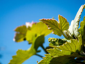 Close-up of plant against clear blue sky