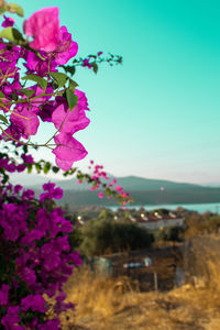 Close-up of pink flowering plant against sky