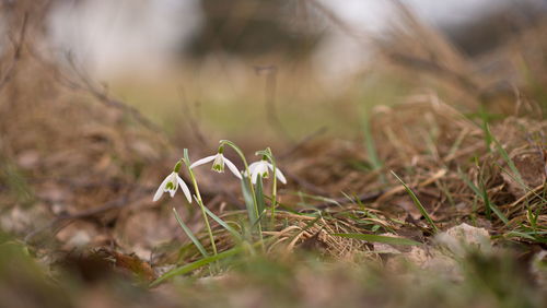 Close-up of flowers blooming on field