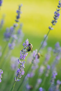 Bee collecting pollen from a lavender plant in a summer garden