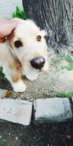 High angle portrait of dog looking at camera