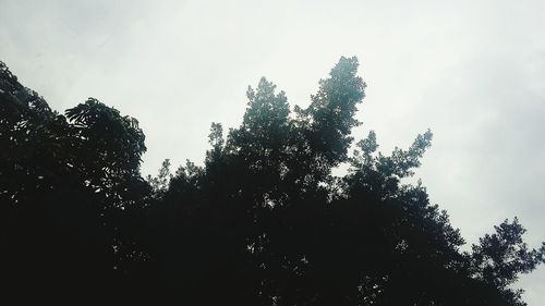 Low angle view of trees in forest against sky