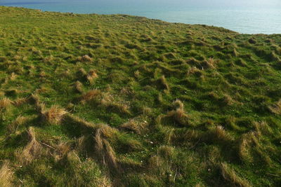 Scenic view of grassy field