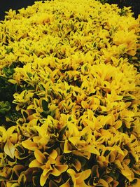 Full frame of yellow flowers