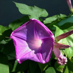 Close-up of purple flowers blooming outdoors