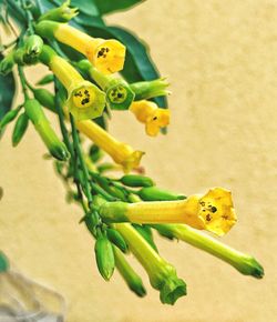 Close-up of yellow flower