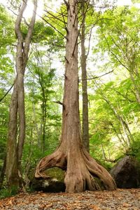 Trees growing in forest