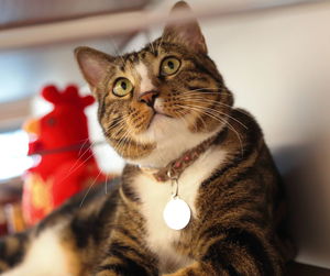 Close-up portrait of cat sitting