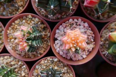 High angle view of succulent plant in market