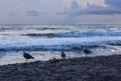 Birds on beach against sky during sunset