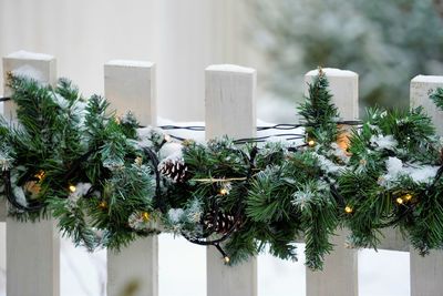 Close-up of christmas tree