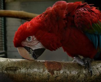 Close-up of parrot perching on branch