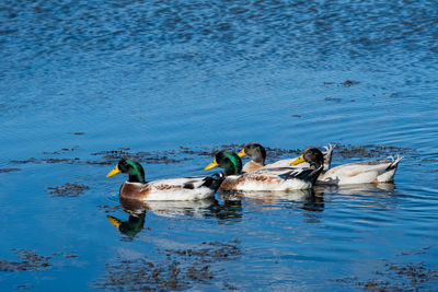 View of ducks swimming in lake