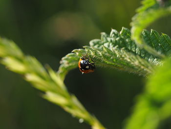 Close-up of insect on leaf