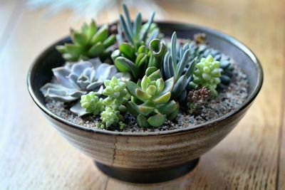 Close-up of potted succulent plants on table at home