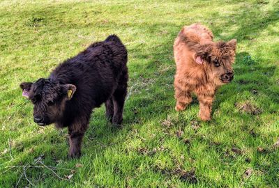 View of two highland cow calves in a field.